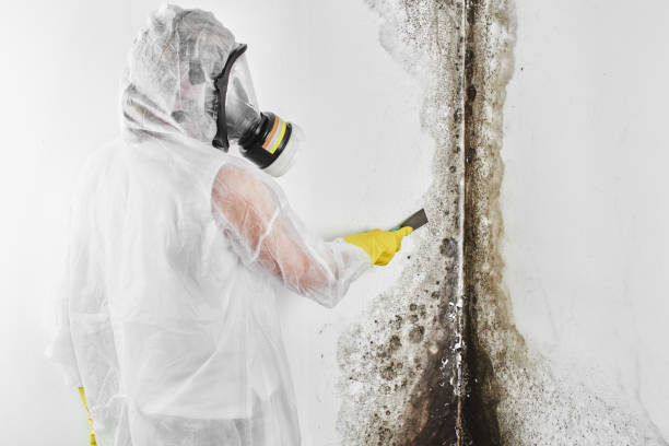 Best DIY Mold Remediation Support Services in Shelby, MS